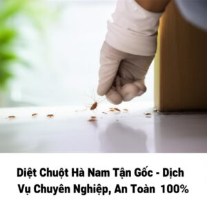 Diệt Chuột Hà Nam Tận Gốc – Dịch Vụ Chuyên Nghiệp, An Toàn 100%