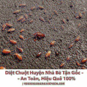 Diệt Chuột Huyện Nhà Bè Tận Gốc – An Toàn, Hiệu Quả 100% | VESINHCONGNGHIEPHCM.COM