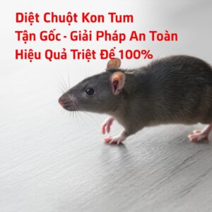 Diệt Chuột Kon Tum Tận Gốc – Giải Pháp An Toàn, Hiệu Quả Triệt Để 100%