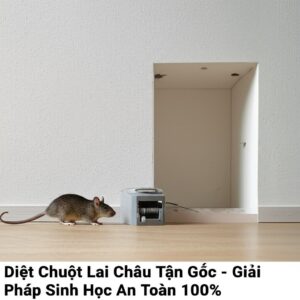 Diệt Chuột Lai Châu Tận Gốc – Giải Pháp Sinh Học An Toàn 100%