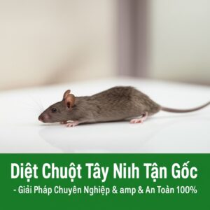 Diệt Chuột Tây Ninh Tận Gốc – Giải Pháp Chuyên Nghiệp & An Toàn 100%