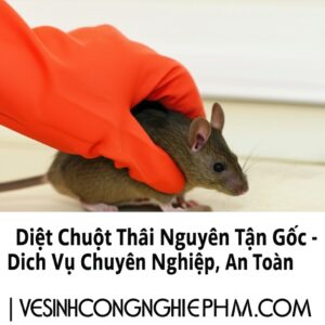 Diệt Chuột Thái Nguyên Tận Gốc – Dịch Vụ Chuyên Nghiệp, An Toàn | VESINHCONGNGHIEPHCM.COM