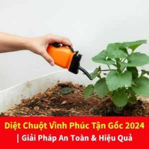 Diệt Chuột Vĩnh Phúc Tận Gốc 2024 | Giải Pháp An Toàn & Hiệu Quả
