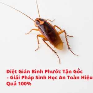 Diệt Gián Bình Phước Tận Gốc – Giải Pháp Sinh Học An Toàn, Hiệu Quả 100%