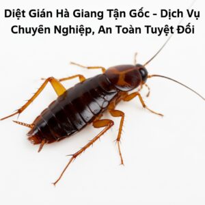 Diệt Gián Hà Giang Tận Gốc – Dịch Vụ Chuyên Nghiệp, An Toàn Tuyệt Đối