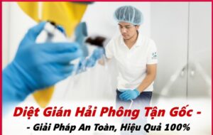 Diệt Gián Hải Phòng Tận Gốc – Giải Pháp An Toàn, Hiệu Quả 100%