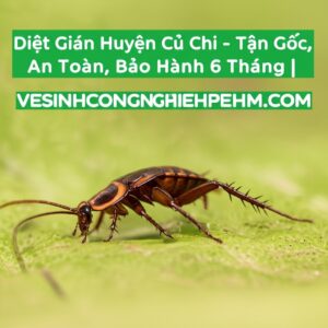 Diệt Gián Huyện Củ Chi – Tận Gốc, An Toàn, Bảo Hành 6 Tháng | VESINHCONGNGHIEPHCM.COM