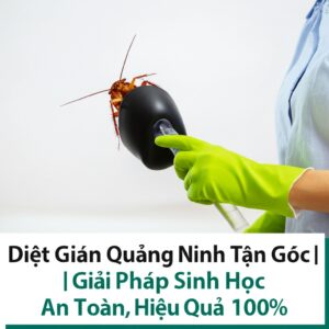 Diệt Gián Quảng Ninh Tận Gốc | Giải Pháp Sinh Học An Toàn, Hiệu Quả 100%
