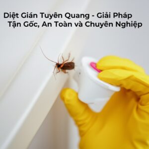 Diệt Gián Tuyên Quang – Giải Pháp Tận Gốc, An Toàn và Chuyên Nghiệp