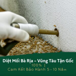 Diệt Mối Bà Rịa – Vũng Tàu Tận Gốc 100% | Cam Kết Bảo Hành 5-10 Năm