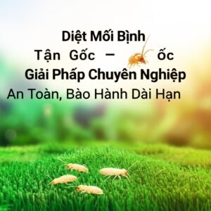 Diệt Mối Bình Định Tận Gốc – Giải Pháp Chuyên Nghiệp, An Toàn, Bảo Hành Dài Hạn