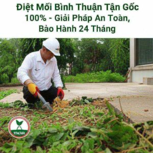 Diệt Mối Bình Thuận Tận Gốc 100% – Giải Pháp An Toàn, Bảo Hành 24 Tháng