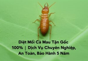 Diệt Mối Cà Mau Tận Gốc 100% | Dịch Vụ Chuyên Nghiệp, An Toàn, Bảo Hành 5 Năm