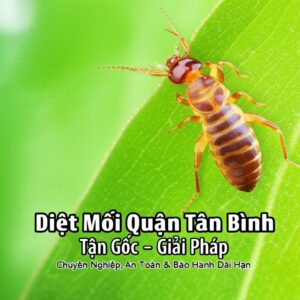 Diệt Mối Quận Tân Bình Tận Gốc – Giải Pháp Chuyên Nghiệp, An Toàn & Bảo Hành Dài Hạn