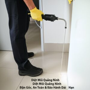 Diệt Mối Quảng Ninh: Giải Pháp Tận Gốc, An Toàn & Bảo Hành Dài Hạn