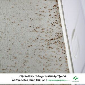 Diệt Mối Sóc Trăng – Giải Pháp Tận Gốc, An Toàn, Bảo Hành Dài Hạn | VESINHCONGNGHIEPHCM.COM
