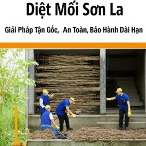Diệt Mối Sơn La: Giải Pháp Tận Gốc, An Toàn, Bảo Hành Dài Hạn