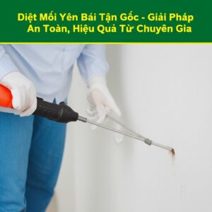 Diệt Mối Yên Bái Tận Gốc – Giải Pháp An Toàn, Hiệu Quả Từ Chuyên Gia