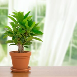 Giải Mã Chuyên Sâu: Có Nên Đặt Cây Kim Phát Tài Trong Nhà Vệ Sinh?