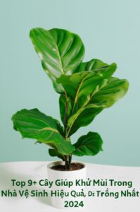 Top 9+ Cây Giúp Khử Mùi Trong Nhà Vệ Sinh Hiệu Quả, Dễ Trồng Nhất 2024